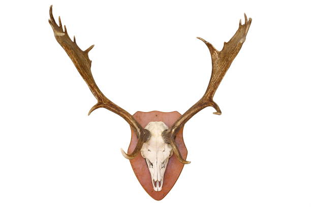 istock majestic fallow deer hunting trophy isolated over white background 862376504