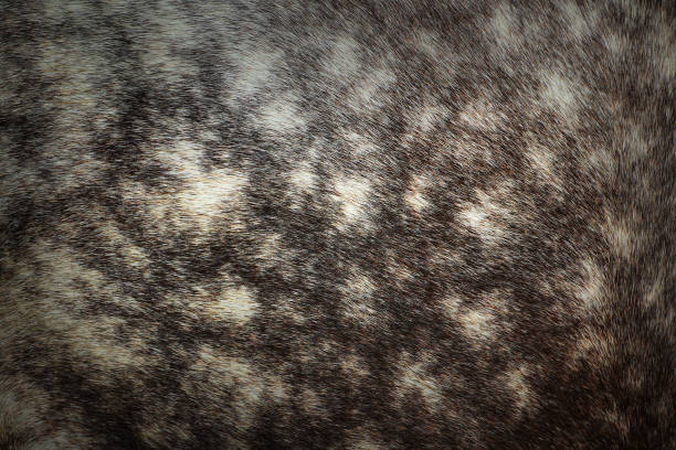istock pelt texture on motley horse 862376778