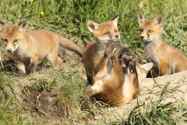 istock playful red fox cubs in the wild 862377020