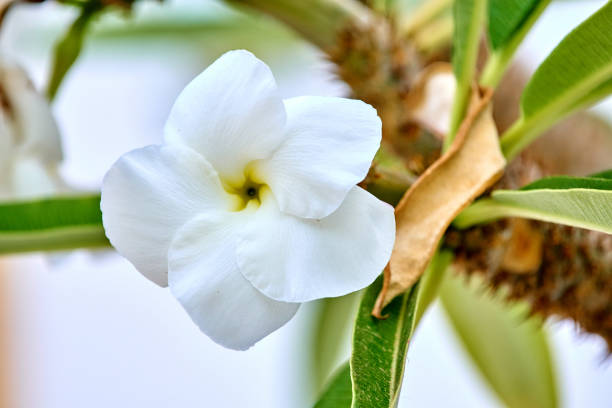 Pachypodium lamerei