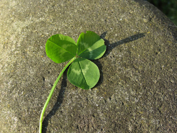 istock St. Patrick's Day background with clover or shamrock on a river stone 862379088