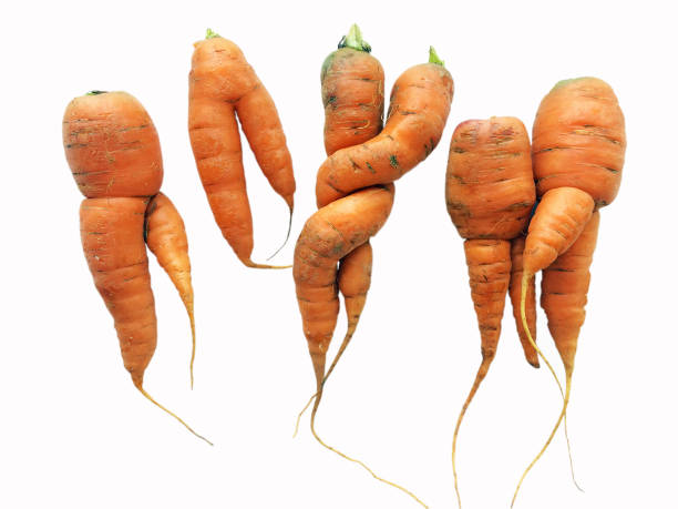 Carrot party Odd shaped carrots isolated on white deformed stock pictures, royalty-free photos & images