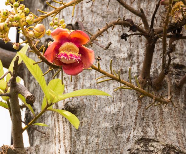 istock pink cannonball flower growing on tree 862382278
