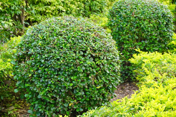 istock Beautiful garden with trees lawn with green  Summer 862382376