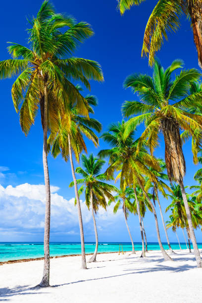 istock paradise tropical beach palm the Caribbean Sea 862385070