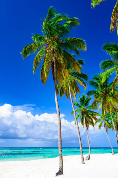 istock paradise tropical beach palm the Caribbean Sea 862385074