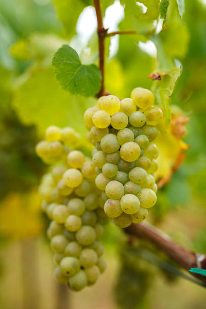 istock Ripening grapes on the vine 862386492