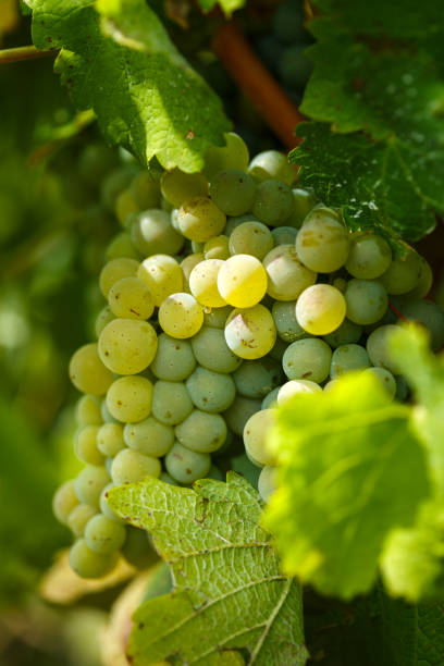 istock Ripening grapes on the vine 862386660