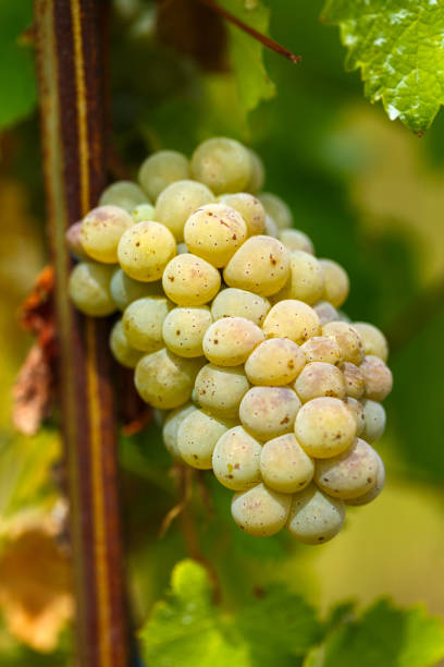 istock Ripening grapes on the vine 862386666