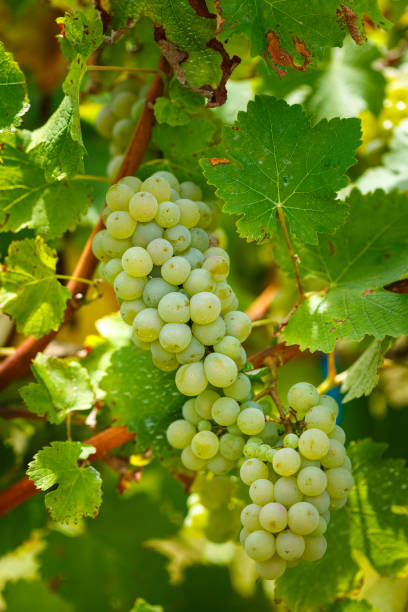 istock Ripening grapes on the vine 862386680