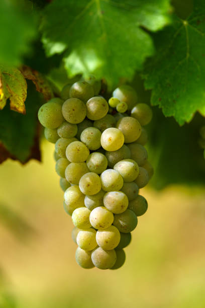 istock Ripening grapes on the vine 862386710