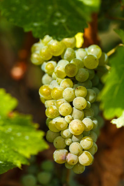 istock Ripening grapes on the vine 862386770