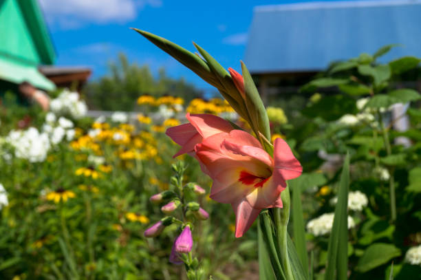 ピンクグラジオラス - gladiolus orange flower isolated ストックフォトと画像