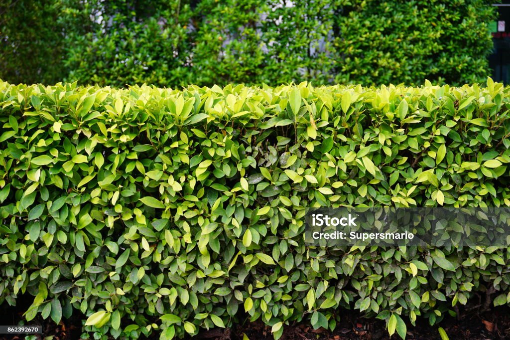 green Green park Front or Back Yard, Formal Garden, Ornamental Garden, Lawn, Flowerbed Privet Stock Photo