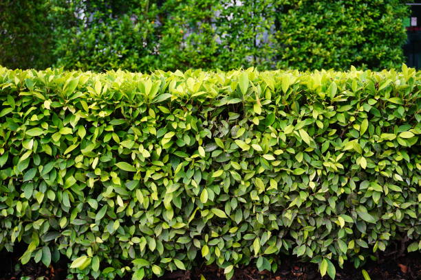 green Green park Front or Back Yard, Formal Garden, Ornamental Garden, Lawn, Flowerbed privet stock pictures, royalty-free photos & images