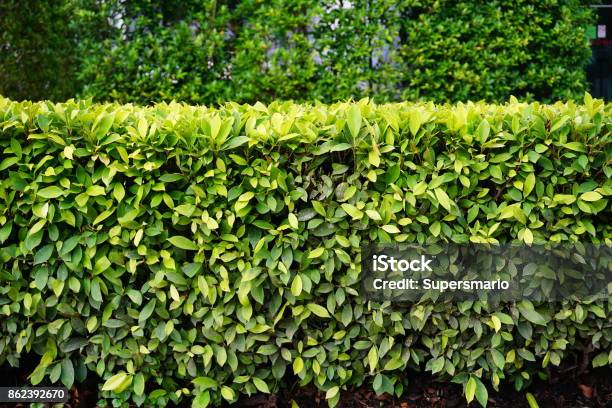 Green Green Park Stock Photo - Download Image Now - Privet, Hedge, Agricultural Field