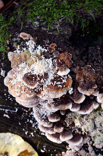 istock Mushroom and dry leaves 862392716