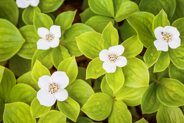 istock Bunchberry flowers and leaves 862395430