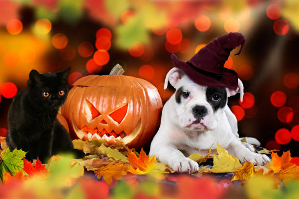 cat and dog beside pumpkin American puppy sitting beside pumpkin and colorful autumn leaves with witch cap and black cat dog in halloween hat of witch stock pictures, royalty-free photos & images