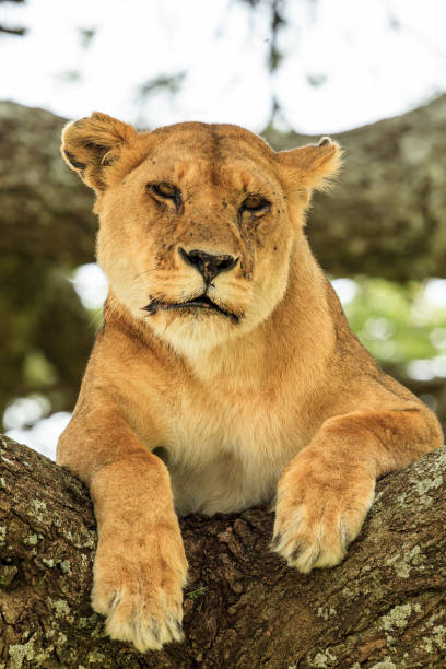 istock An African Lioness up a tree 862395974