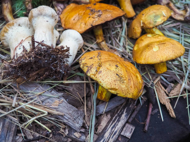 istock Several edible mushrooms with a brown hat lie on the autumn grass 862396620