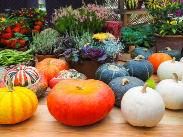 istock Pumpkins on rural landscape background. 862396652