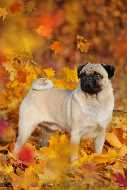 istock Beige pug standing in autumn leaves 862397112