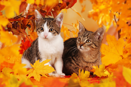 Two domestic cats sitting in colorful autumn decoration with leaves