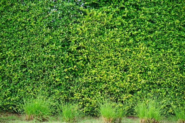 istock Green box hedge background with green leaves 862397914