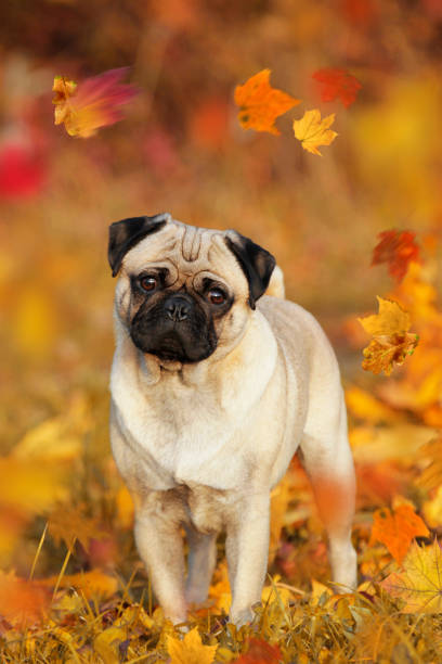 istock Beige pug standing in autumn leaves 862397942
