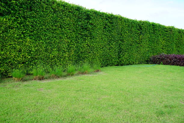 istock Green fence with cement walkways 862397978