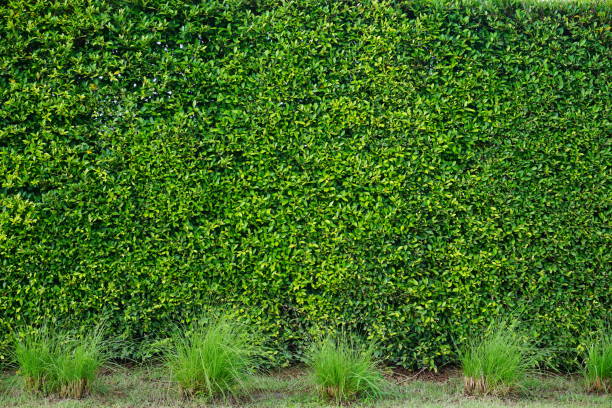 istock Green, striped lawn in the park 862398012
