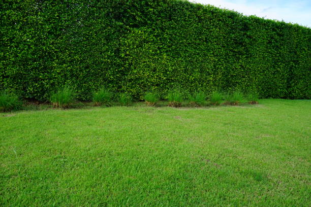 istock Green fence with cement walkways 862398096
