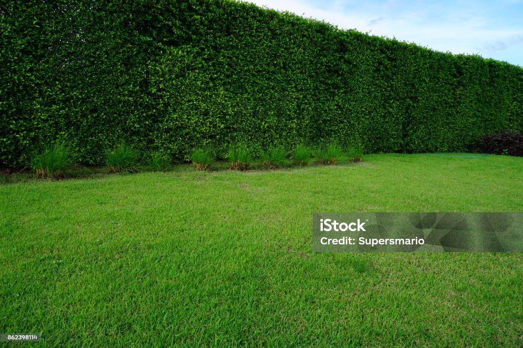 grünen Sommergarten - Lizenzfrei Gras Stock-Foto