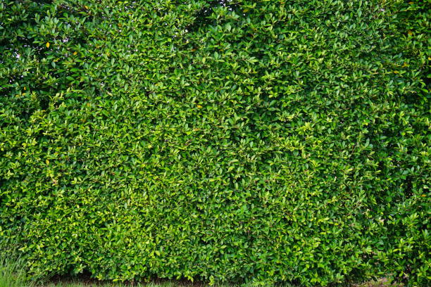 istock Green box hedge background with green leaves 862398358