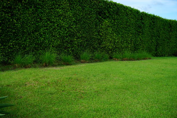 istock Green box hedge background with green leaves 862398426