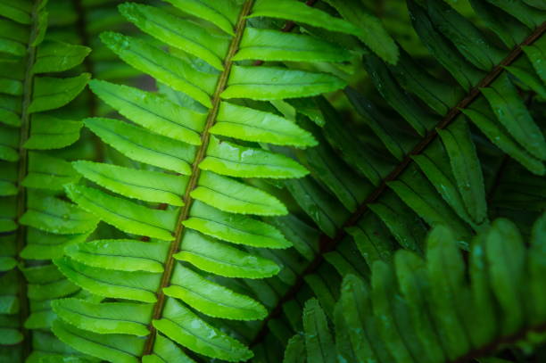 istock Green leaf of fern and water drop 862400496