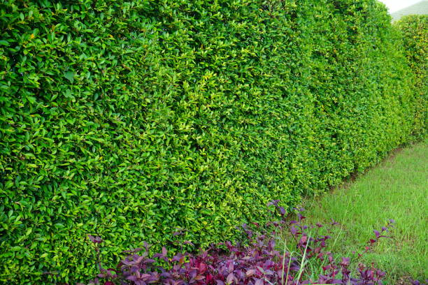 istock Green fence with cement walkways 862400580