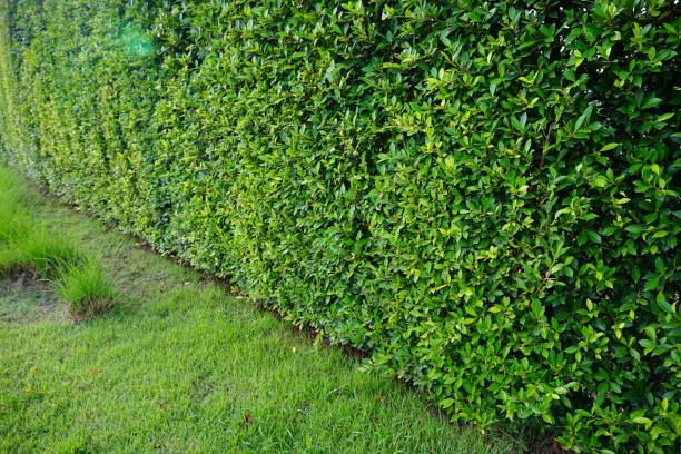 istock green Summer garden 862400750