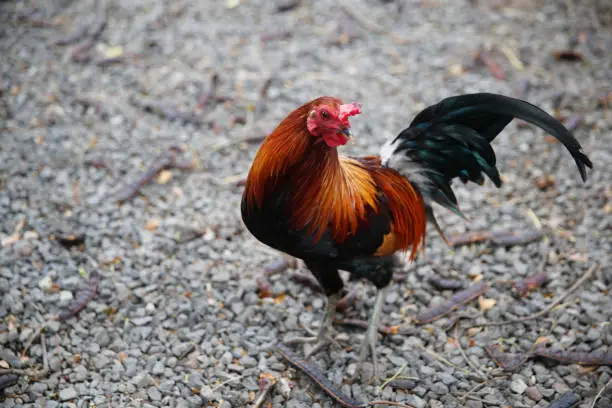 Photo of Rooster on the North Shore of Oahu, Hawaii