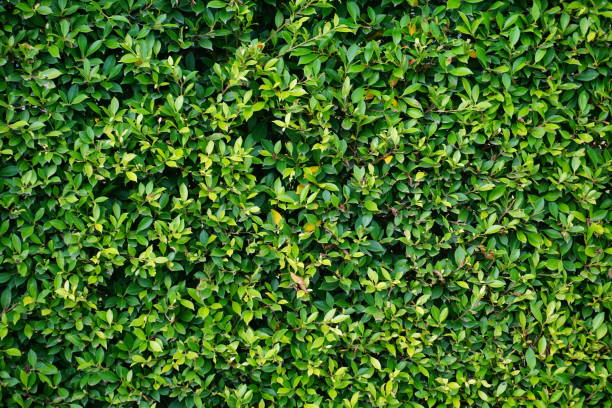 istock Green box hedge background with green leaves 862401136