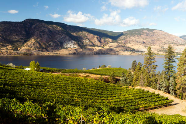 istock Okanagan Valley Penticton Winery Vineyard Skaha Lake 862401612
