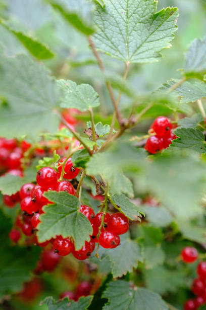 istock green bush with blurred leaves on foreground and bright red currants in focus/vertical frame 862405174