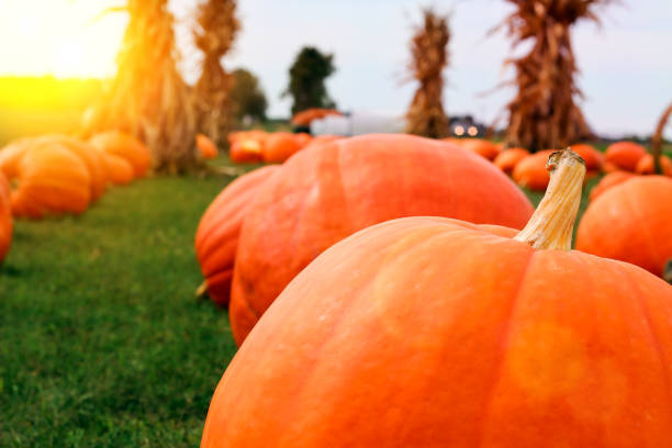 istock Ripe Pumpkins in a Field. Halloween 862407844