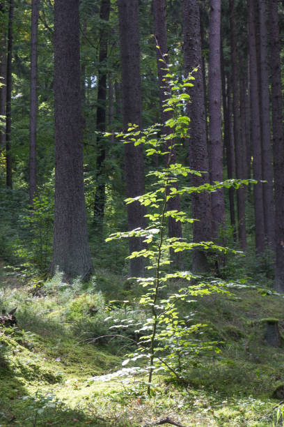 istock a forest in bavaria next to schwandorf in summer 862408042