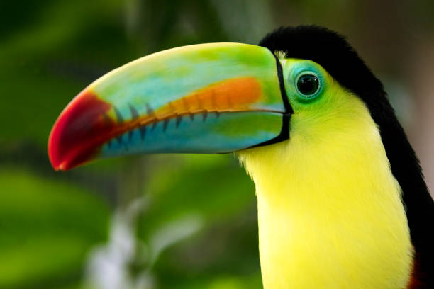 istock Keel-billed Toucan (Ramphastos sulfuratus) close-up portrait, Gamboa, Panama 862408046