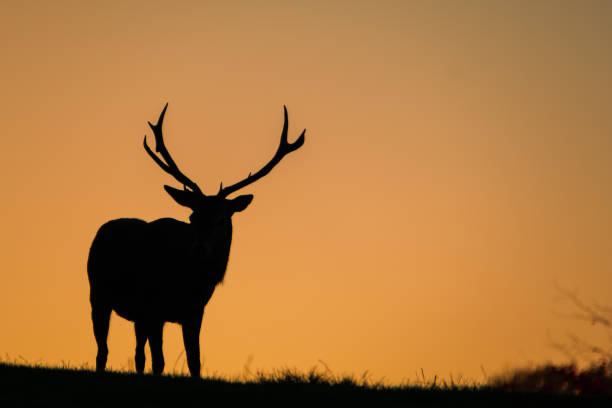 istock Silhouette of a Large Red Stag 862408134