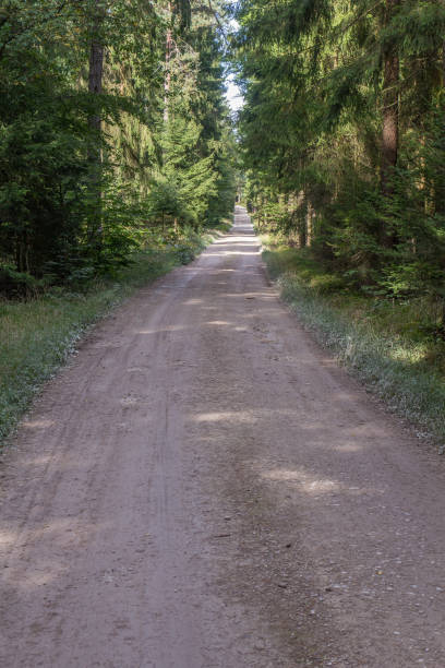 istock a forest in bavaria next to schwandorf in summer 862408688