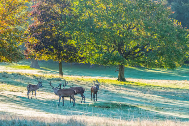 istock Group of Red Deer Stags 862408752