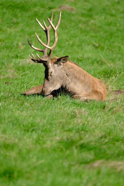 istock Large Red Deer Stag Resting in Midday Sun 862411690